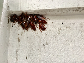 Pest Control in Crestview, FL 